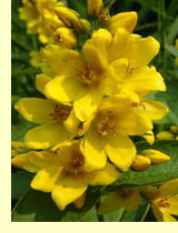 Вербейник обыкновенный (Lysimachia vulgaris L) Вербейник обыкновенный (Lysimachia vulgaris L)